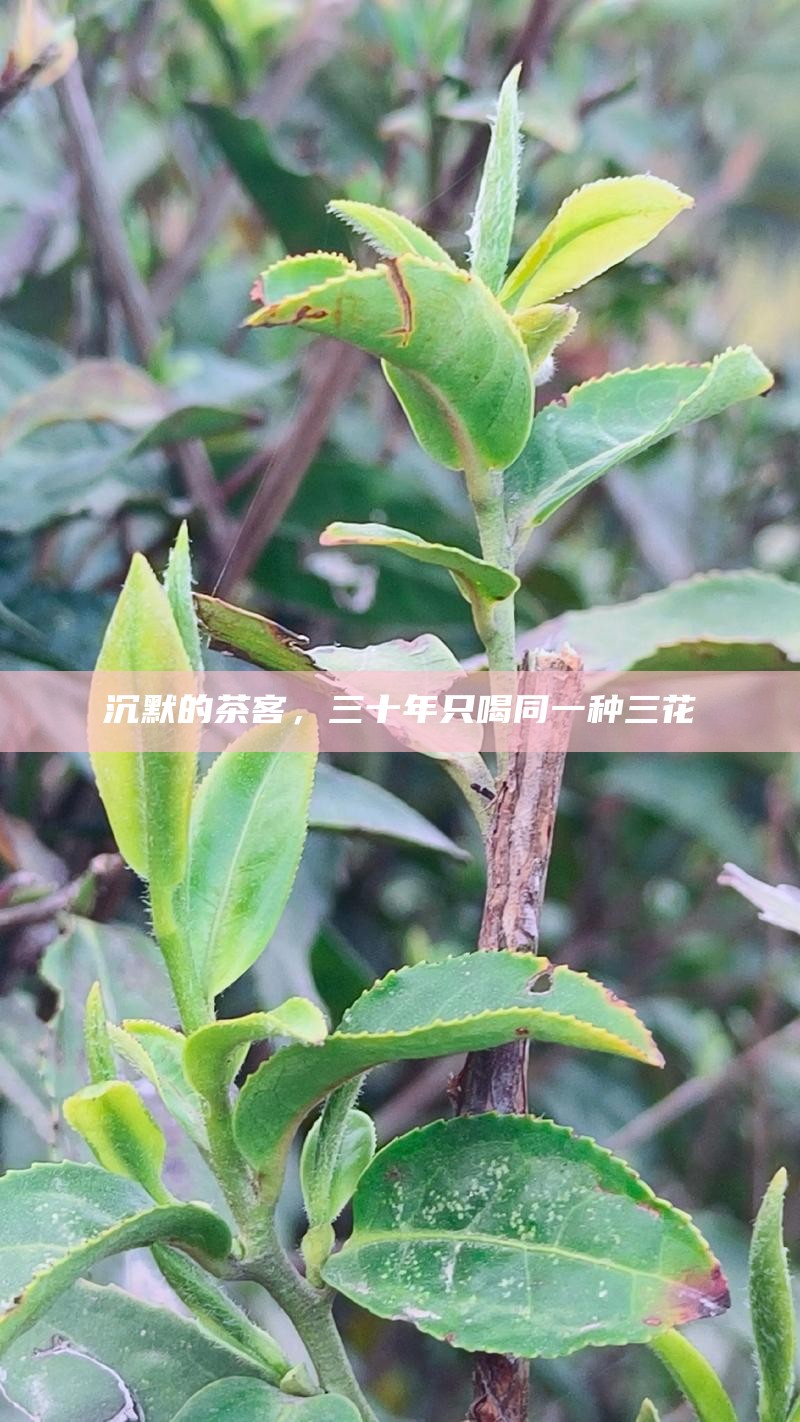沉默的茶客，三十年只喝同一种三花